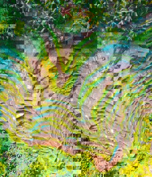 Aerial photo of rice terraces, Jason Cooper, Unsplash